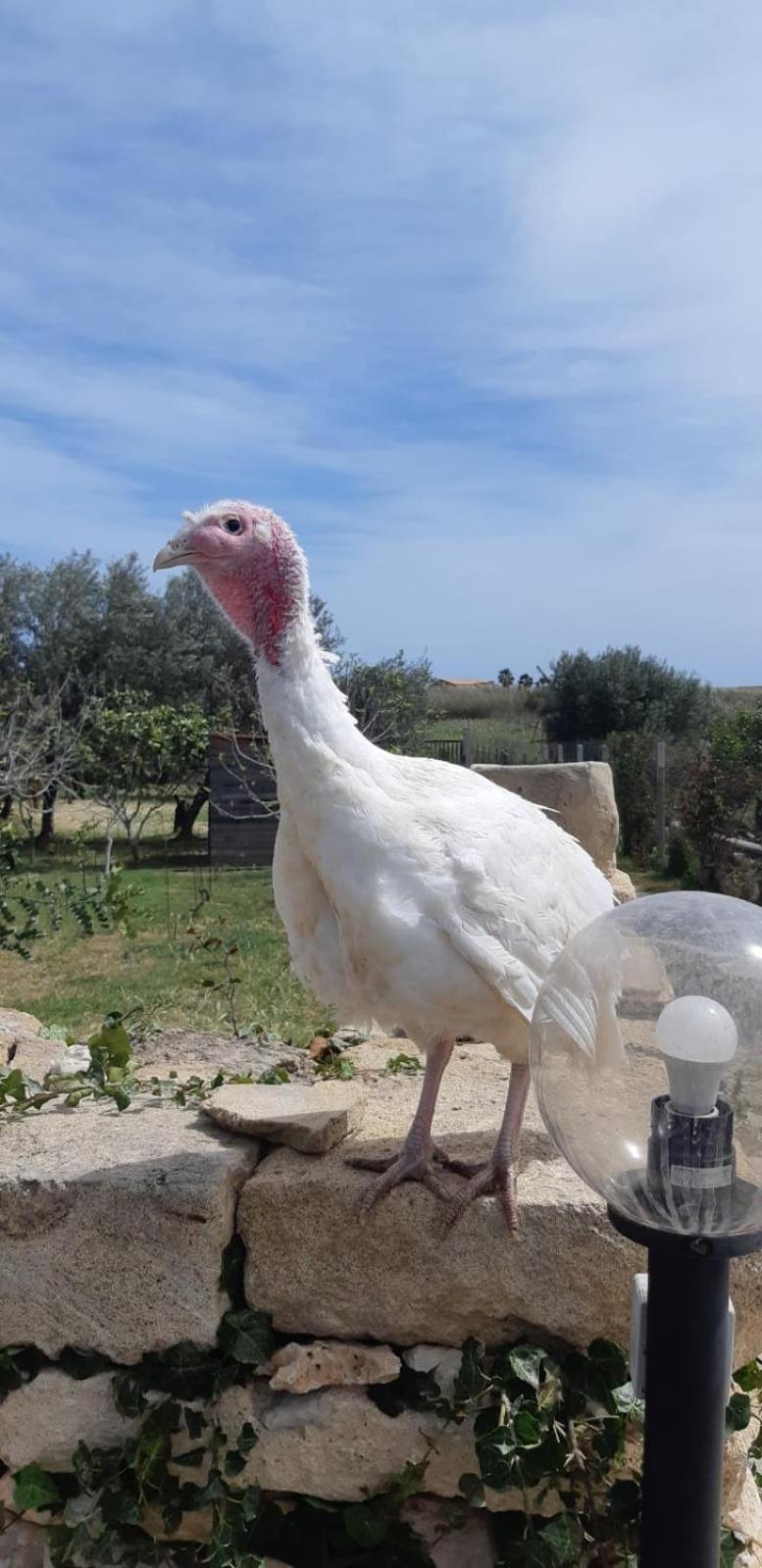 マルツァメミ Casa Le Gebbieヴィラ エクステリア 写真